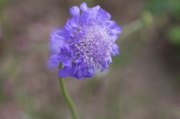 Scabiosa columbaria Butterfly Blue 11 cm Topf - Größe nach Saison