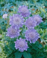 Scabiosa columbaria Butterfly Blue 11 cm Topf - Größe nach Saison