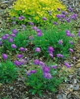 Scabiosa columbaria Butterfly Blue 11 cm Topf - Größe nach Saison