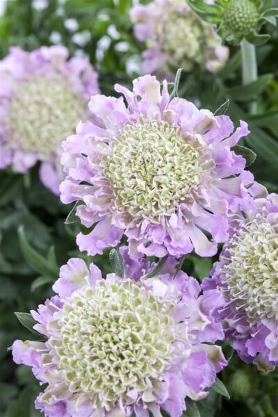 Scabiosa columbaria Pink Mist 11 cm Topf - Größe nach Saison