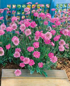 Scabiosa columbaria Pink Mist 11 cm Topf - Größe nach Saison