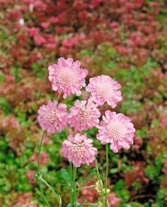 Scabiosa columbaria Pink Mist 11 cm Topf - Größe nach Saison