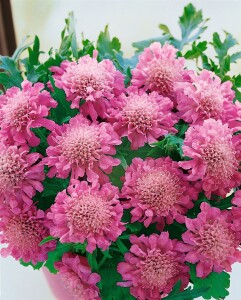 Scabiosa columbaria Pink Mist 11 cm Topf - Größe nach Saison