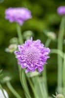 Scabiosa columbaria Pink Mist 11 cm Topf - Größe nach Saison