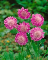 Scabiosa columbaria Pink Mist 11 cm Topf - Größe nach Saison