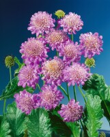 Scabiosa columbaria Pink Mist 11 cm Topf - Größe nach Saison