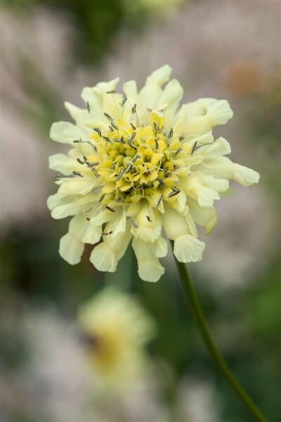 Scabiosa ochroleuca 9 cm Topf - Größe nach Saison