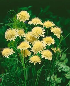 Scabiosa ochroleuca 9 cm Topf - Größe nach Saison