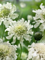 Scabiosa ochroleuca 9 cm Topf - Größe nach Saison