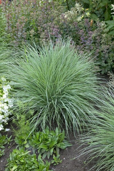 Schizachyrium scoparium Prairie Blues 9 cm Topf - Größe nach Saison