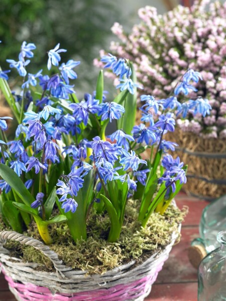 Scilla siberica Spring Beauty 9 cm Topf - Größe nach Saison