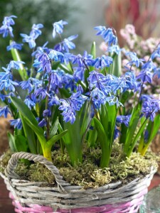 Scilla siberica Spring Beauty 9 cm Topf - Größe nach Saison