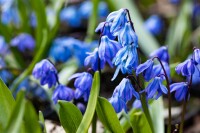 Scilla siberica Spring Beauty 9 cm Topf - Größe nach Saison