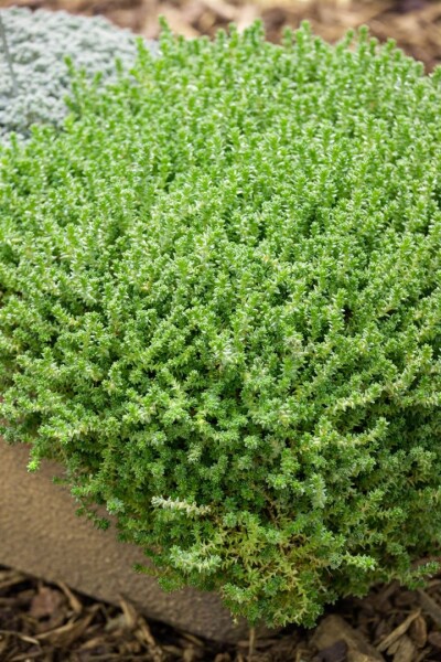 Sedum acre Aureum 9 cm Topf - Größe nach Saison