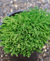 Sedum acre Aureum 9 cm Topf - Größe nach Saison