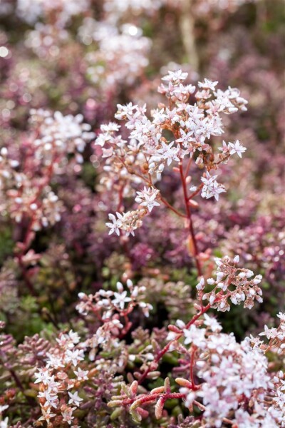 Sedum album Murale 9 cm Topf - Größe nach Saison