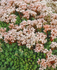 Sedum album Murale 9 cm Topf - Größe nach Saison