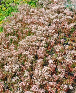 Sedum album Murale 9 cm Topf - Größe nach Saison