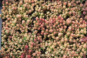 Sedum album Murale 9 cm Topf - Größe nach Saison