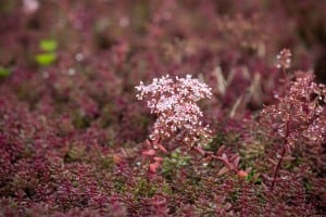 Sedum album Murale 9 cm Topf - Größe nach Saison