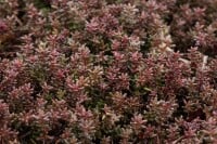 Sedum album Murale 9 cm Topf - Größe nach Saison