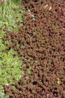 Sedum album Murale 9 cm Topf - Größe nach Saison