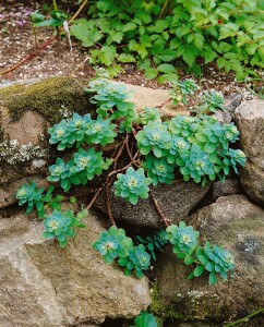 Sedum anacampseros 9 cm Topf - Größe nach Saison