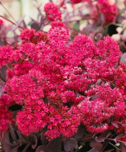 Sedum cauticola 9 cm Topf - Größe nach Saison