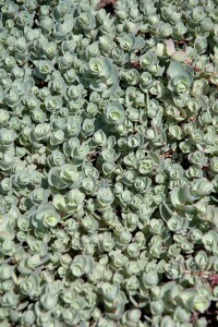 Sedum cauticola 9 cm Topf - Größe nach Saison