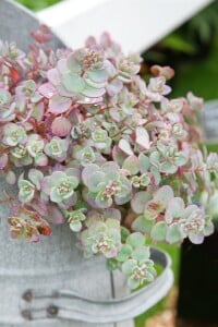 Sedum cauticola 9 cm Topf - Größe nach Saison