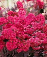 Sedum cauticola 9 cm Topf - Größe nach Saison