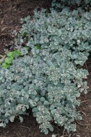 Sedum cauticola 9 cm Topf - Größe nach Saison