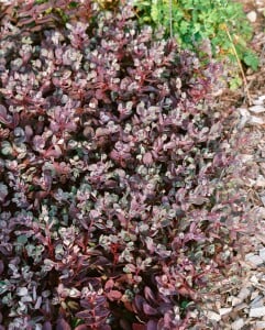 Sedum cauticola Vera Jameson 9 cm Topf - Größe nach Saison