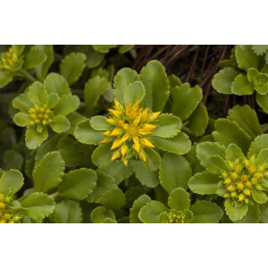 Sedum floriferum Weihenstephaner Gold 9 cm Topf -...