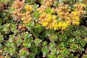 Sedum floriferum Weihenstephaner Gold 9 cm Topf - Größe nach Saison