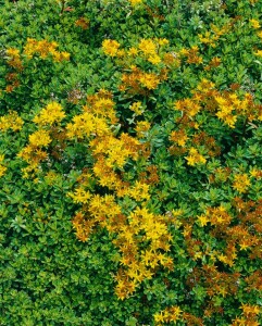 Sedum floriferum Weihenstephaner Gold 9 cm Topf - Größe nach Saison