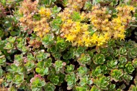 Sedum floriferum Weihenstephaner Gold 9 cm Topf - Größe nach Saison