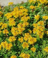 Sedum floriferum Weihenstephaner Gold 9 cm Topf - Größe nach Saison