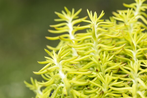 Sedum reflexum 9 cm Topf - Größe nach Saison