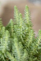 Sedum reflexum 9 cm Topf - Größe nach Saison