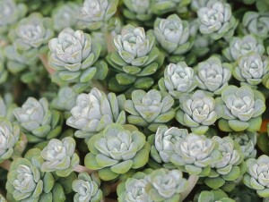 Sedum spathulifolium Cape Blanco 9 cm Topf - Größe nach Saison