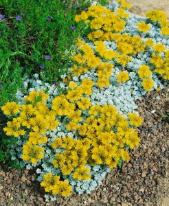 Sedum spathulifolium Cape Blanco 9 cm Topf - Größe nach Saison