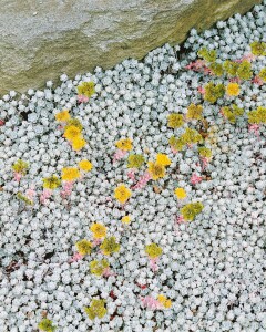 Sedum spathulifolium Cape Blanco 9 cm Topf - Größe nach Saison