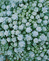 Sedum spathulifolium Cape Blanco 9 cm Topf - Größe nach Saison