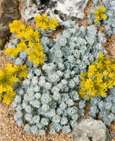 Sedum spathulifolium Cape Blanco 9 cm Topf - Größe nach Saison