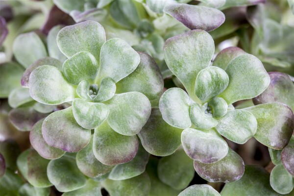 Sedum spathulifolium Purpureum 9 cm Topf - Größe nach Saison