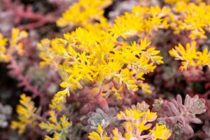 Sedum spathulifolium Purpureum 9 cm Topf - Größe nach Saison