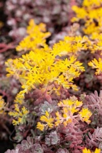 Sedum spathulifolium Purpureum 9 cm Topf - Größe nach Saison