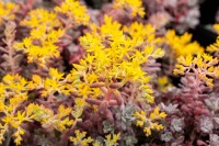 Sedum spathulifolium Purpureum 9 cm Topf - Größe nach Saison