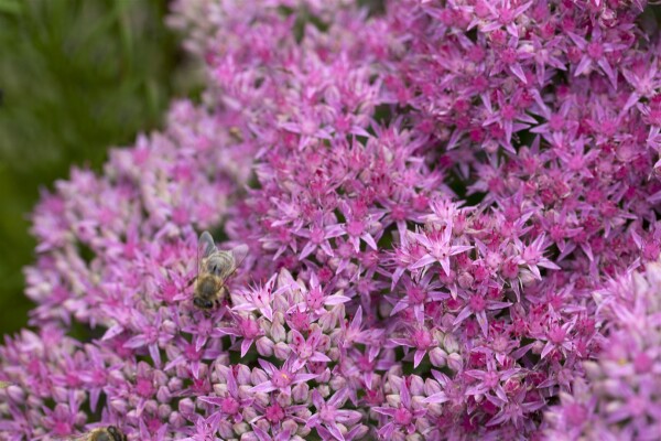 Sedum spectabile Carl 11 cm Topf - Größe nach Saison